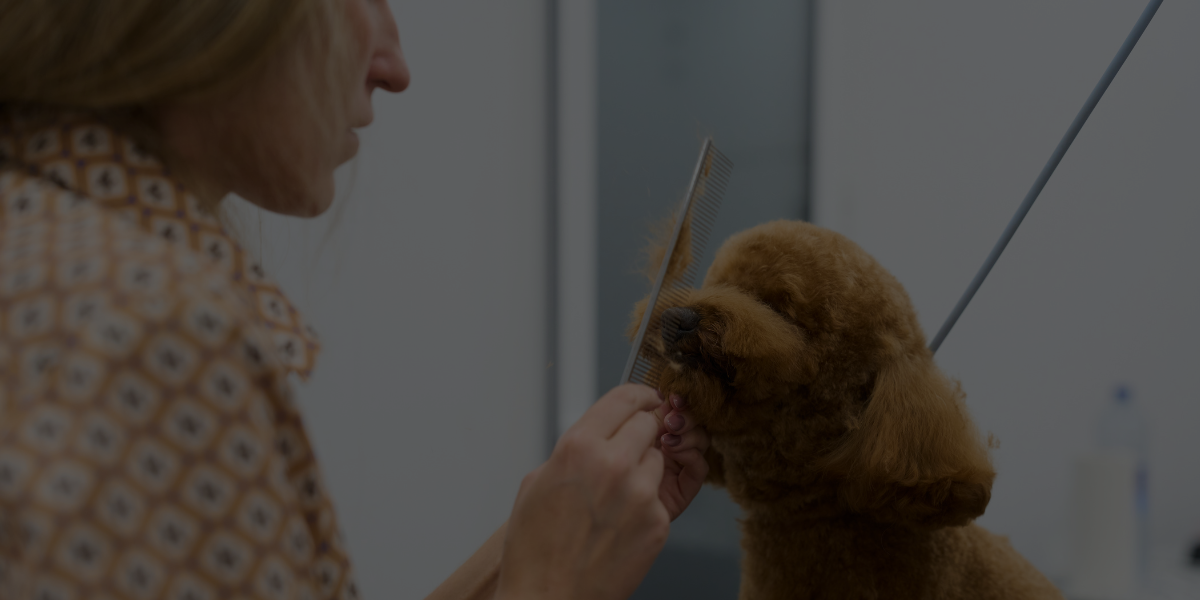 Dog Grooming Career Outlook: What Demand Looks Like In 2026