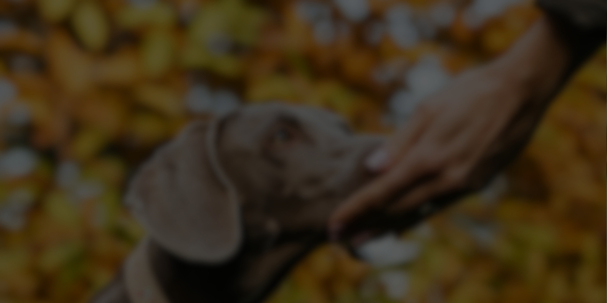 Dog Trainer Certification Guide