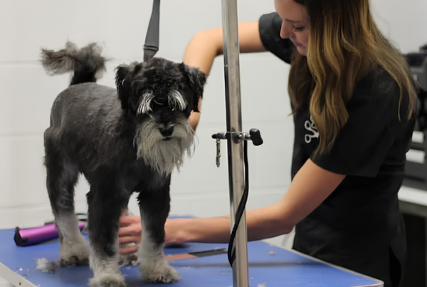 A woman with long wavy hair wearing a black smock grooms a small black and silver Miniature Schnauzer. The dog stands on a blue grooming table attached to a metal restraint arm against a plain white cinderblock wall.